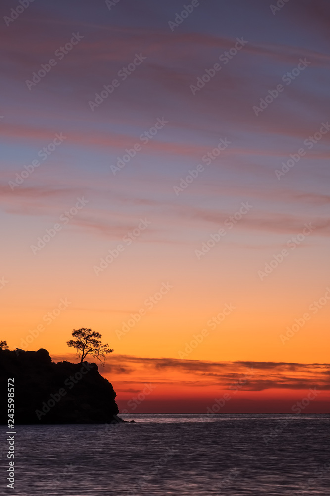 Pine tree silhouette at sunrise