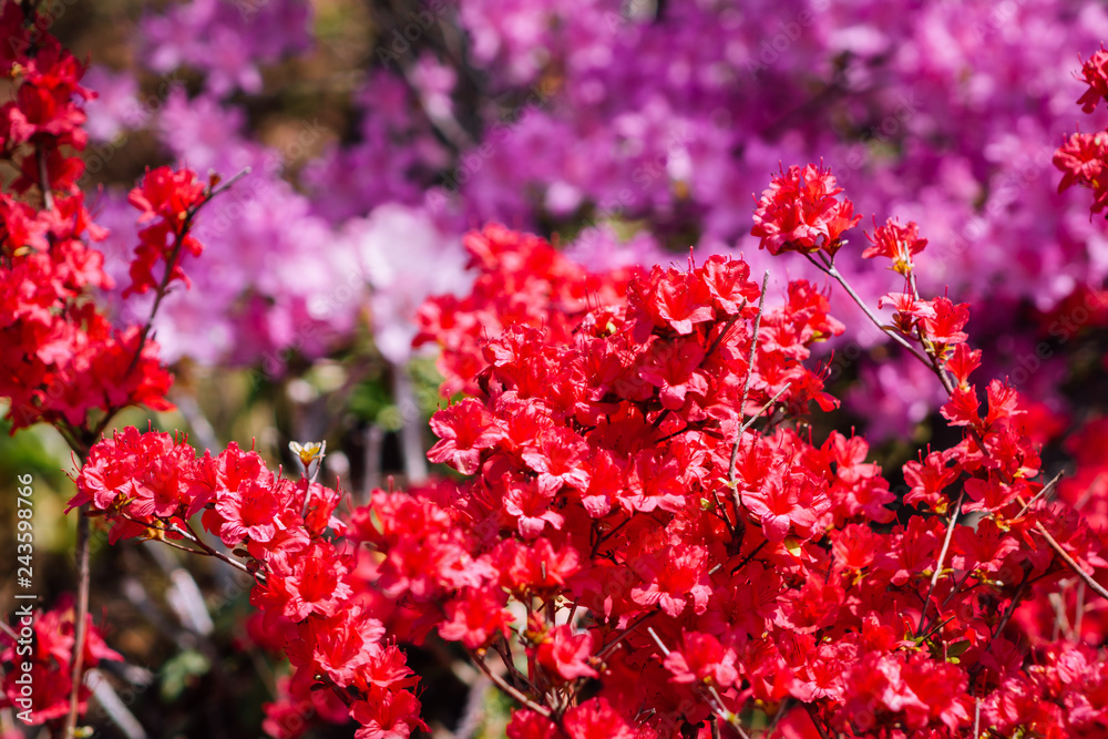 Close up shot of red and purple bushes in bloom at the Japanese gardens