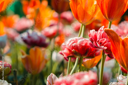 Close up shot of orange tulips and pink peonies mixed together in a flowerbed at the Frederik Meijer Gardens in Grand Rapids Michigan