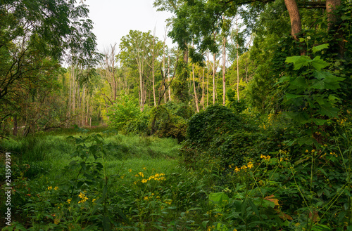 Thick Woods at Cuyahoga Valley National Park