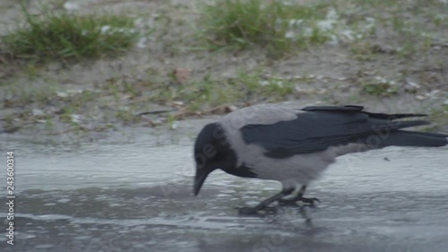 craw walking on ice on raod and hitting hole in the ice and drinking