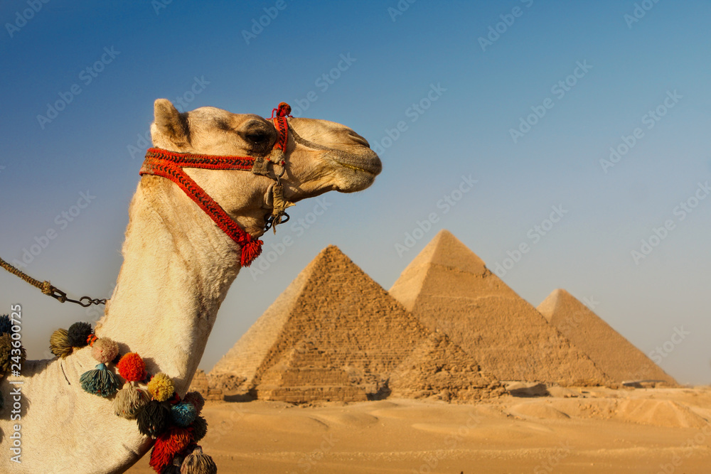 camel in the desert  with pyramids of giza,cairo,egypt in background       - obrazy, fototapety, plakaty 