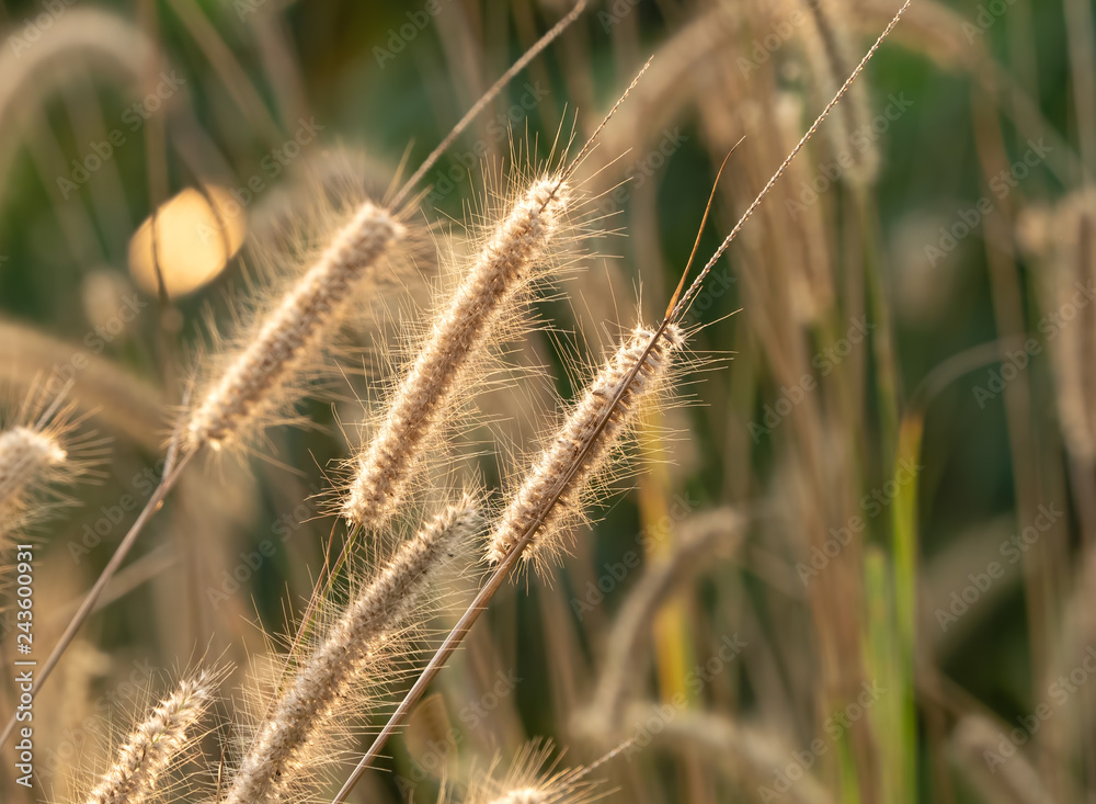 Close up Group of Poaceae Grass Flower with Sunlight Isolated on Nature Background Close up Group of Poaceae Grass Flower with Sunlight Isolated on Nature Background