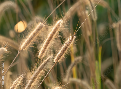 Close up Group of Poaceae Grass Flower with Sunlight Isolated on Nature Background