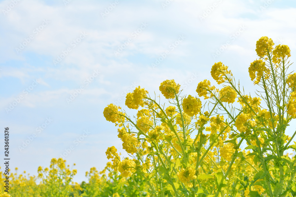 Obraz premium 菜の花畑 青空