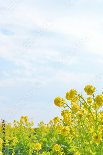 菜の花畑　青空

