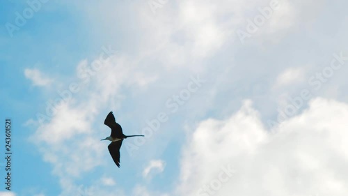 Female Frigatebird with white breast soaring high in Caribbean cloudy sky photo