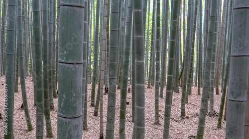  bamboo plants at arashiyama bamboo forest in kyoto, japan 