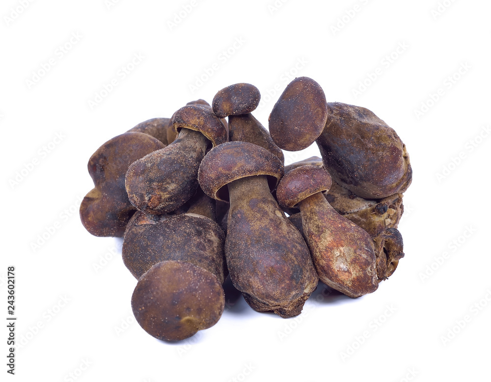 Boletus edulis (king bolete) isolated on white background Boletus edulis (king bolete) isolated on white background