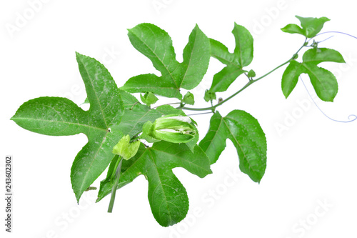Passion fruit's bright green leave on white background