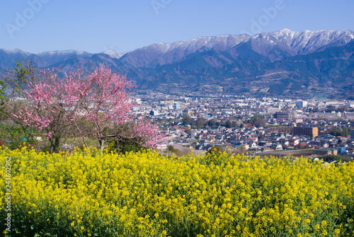 Spring of Mt.Tanzawa -                         