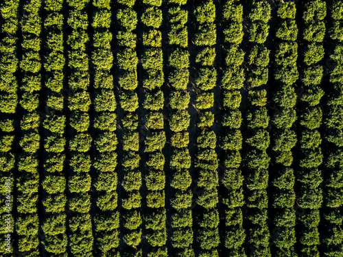 Orange Squeeze - Aerial straight-down view of orange trees packed into a dense grove. Richgrove, California, USA
