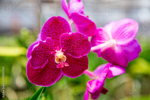Beautiful red orchid flower growing in the garden on a background of other flowers. For use in a postcard, advertising. Thailand. Background for social networks. Natural spring background.