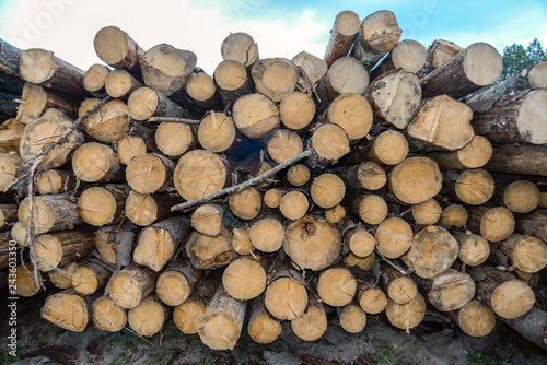 many wood logs