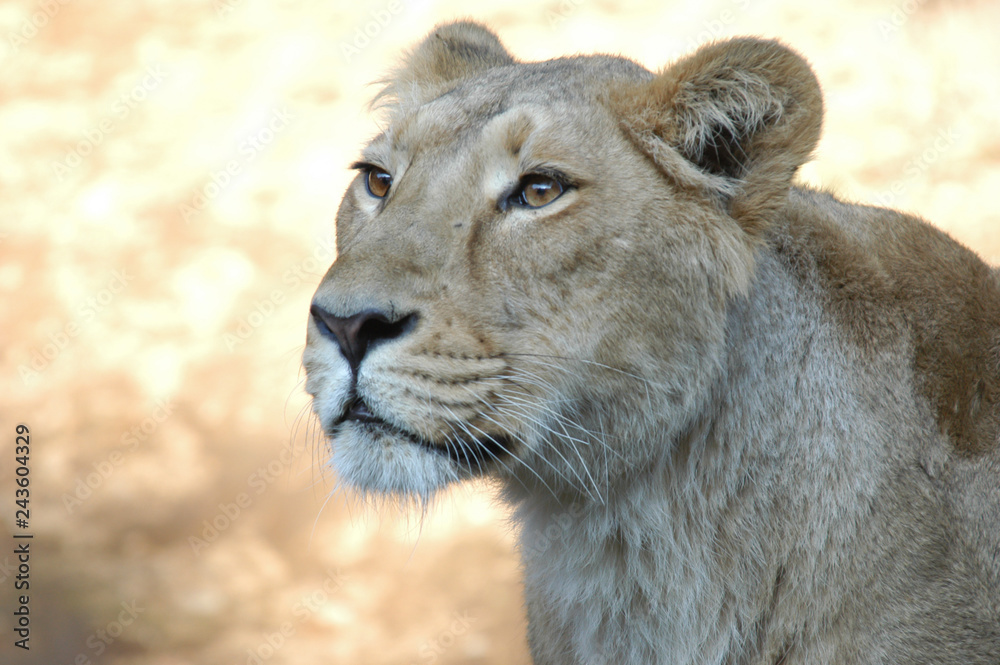 Fototapeta premium Gazing Lion - 見つめるライオン