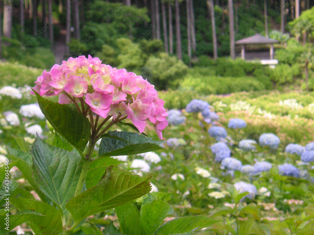 Obraz premium Pink Hydrangea - 桃色の紫陽花