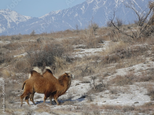 Winter frost -27 C. Natural Reserve. Wild road. Camels bask in the sun.