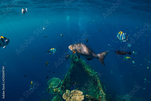 Underwater sea with tropical fish and ship wreck in Bali