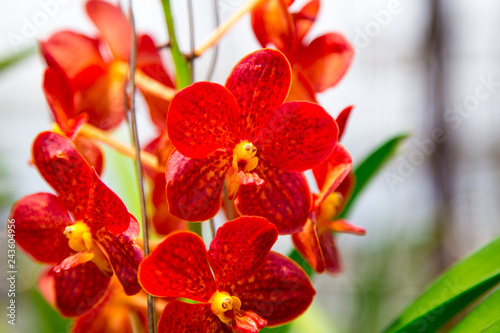 Beautiful red orchid flower growing in the garden on a background of other flowers. For use in a postcard  advertising. Thailand. Background for social networks. Natural spring background.