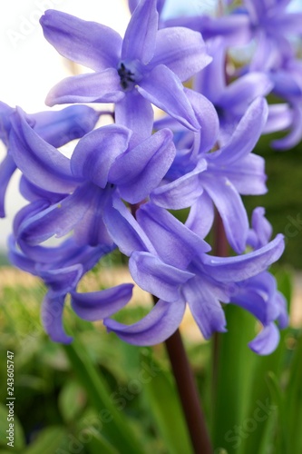 Hyacinth macro. Purple hyacinth flower in sunshine.Spring season. Spring flowers nature background 
