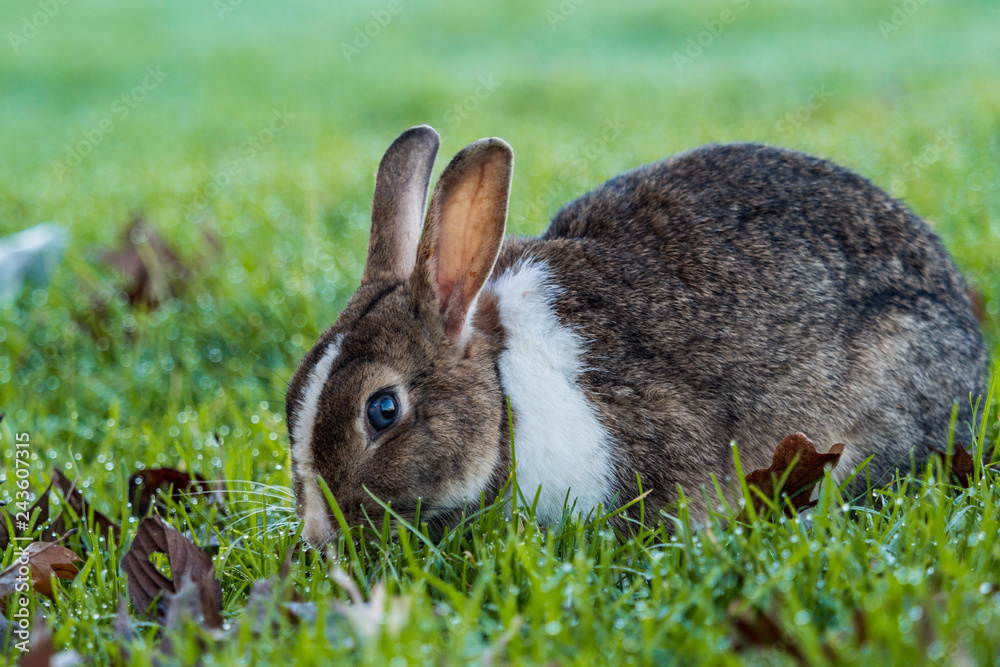 cute grey rabbit with white neck hair and blue eyes enjoy eating on green grass field in the shade cute grey rabbit with white neck hair and blue eyes enjoy eating on green grass field in the shade