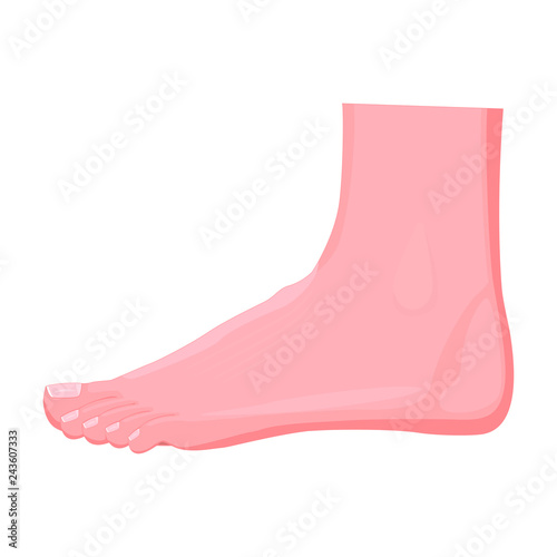 Illustration of an ankle on white background