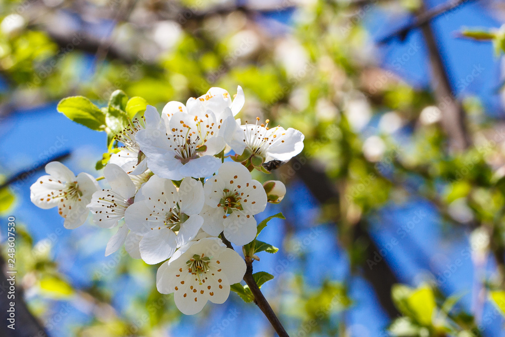 Fototapeta premium Flowering cherry against a blue sky. Cherry blossoms. Spring background. Background for social networks. Natural spring background.
