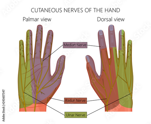 Illustration of Cutaneous nerves of the human hand.