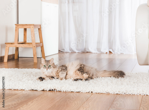Cat lying on carpet
