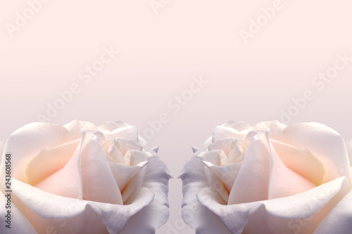Delicate cream background with a rose. Perfect for weddings, invitations. Background for social networks.