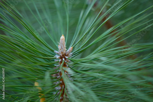 Closeup photo of green needle pine tree. Blurred pine needles in background