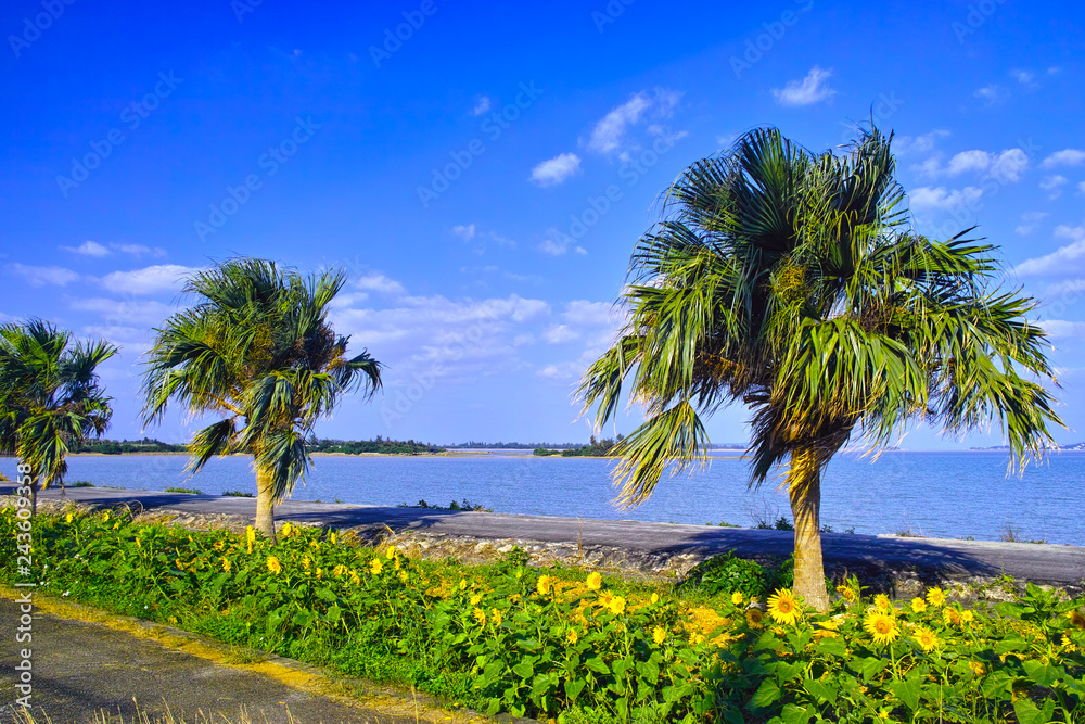 宮古島与那覇湾、ヤシの木とヒマワリ。

