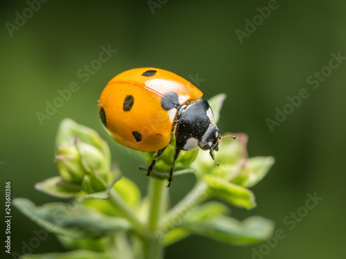 A ladybird sitting on a green plant in a garden