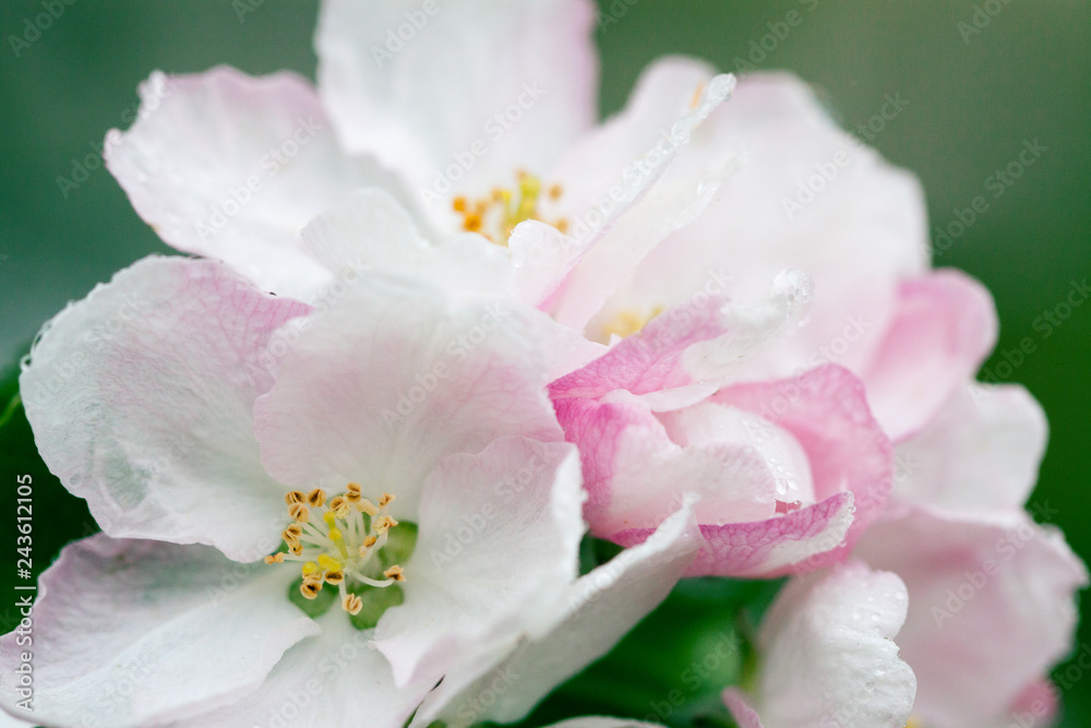 Flowering of the apple tree. Spring background of blooming flowers. White and pink flowers. Beautiful nature scene with a flowering tree. Spring flowers. Beautiful garden. Abstract blurred background Flowering of the apple tree. Spring background of blooming flowers. White and pink flowers. Beautiful nature scene with a flowering tree. Spring flowers. Beautiful garden. Abstract blurred background