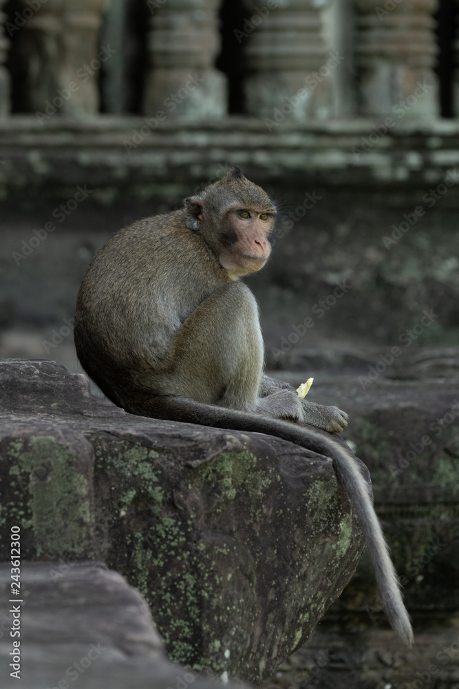 Long-tailed macaque sits eating on stone wall