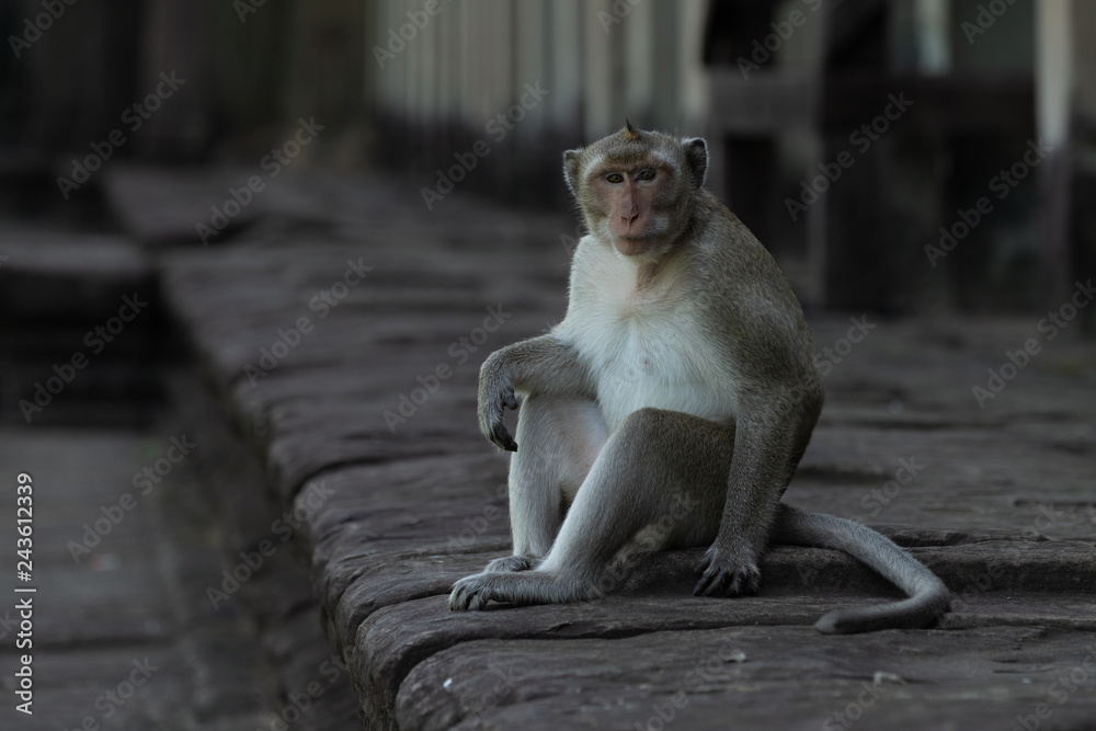 Fototapeta premium Long-tailed macaque sits on wall facing camera