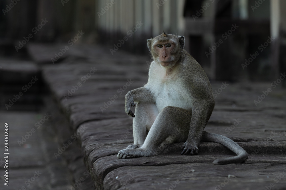 Long-tailed macaque sits on wall facing camera