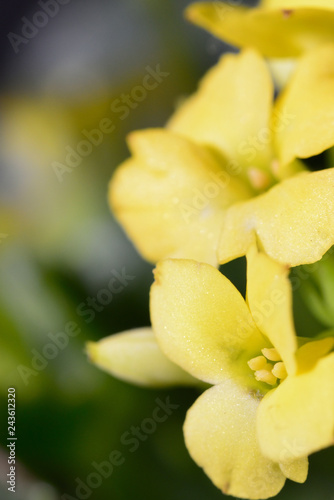 yellow kalanchoe flower million star