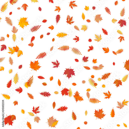 Background of colored wet autumnal maple leaves. EPS 10
