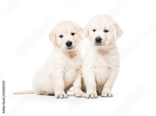 Two golden retriever puppies together isolated