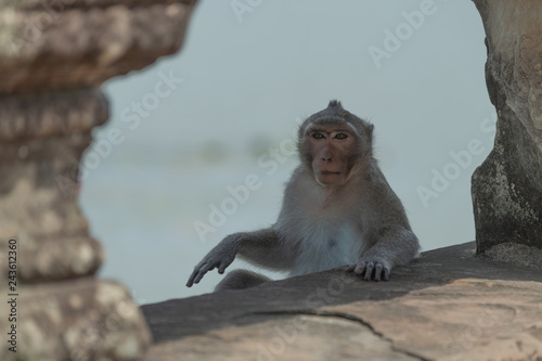 Long-tailed macaque sitting between stone bridge pillars © Nick Dale