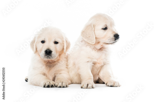 Two golden retriever puppies together isolated