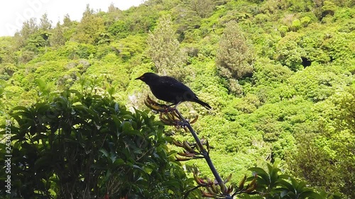 Juvenile Tui bird pollinating flax plants in Karori, Wellington. Slow Motion photo