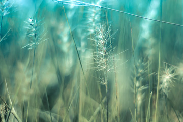 Sierkussen Pistachekleur Gouden veld met madeliefjes  © Parichart