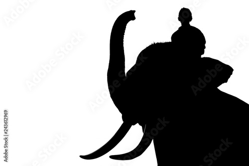 Photography artistic closeup elephant in Ayutthaya Thailand with beautiful ivory white  isol