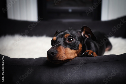 Hund Zwergpinscher pinscher liegt in seinem körbchen bett vor kamin auf weißem fell decke