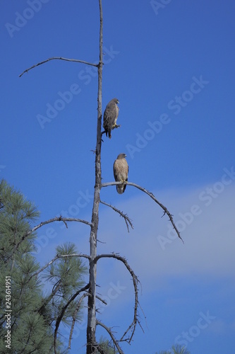 2 Red tailed hawks