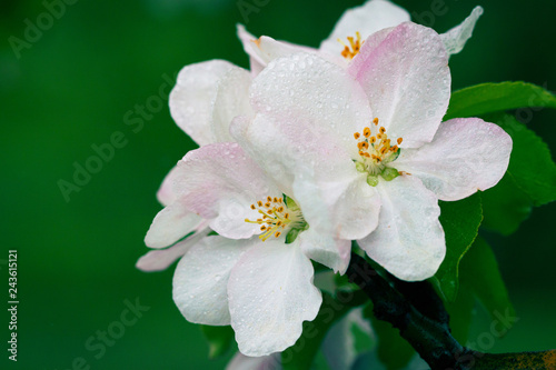 Flowering of the apple tree. Spring background of blooming flowers. White and pink flowers. Beautiful nature scene with a flowering tree. Spring flowers. Beautiful garden. Abstract blurred background © Alwih