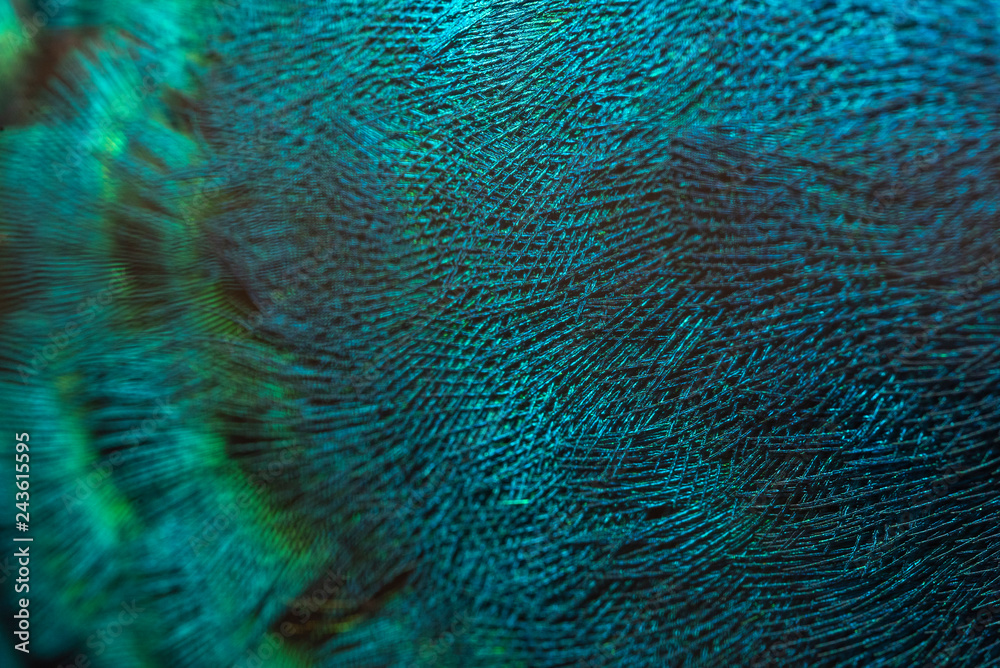 Obraz premium Closeup peacock feathers