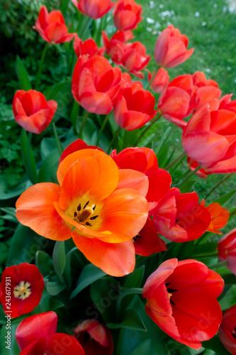 Orange rote Tulpen
